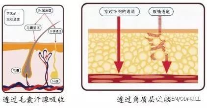 七天就见效的化妆品,有吗?(图8)
