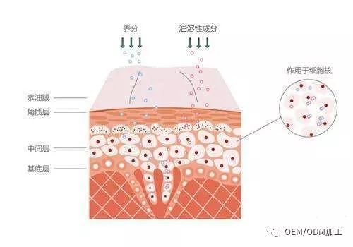 七天就见效的化妆品,有吗?(图9)