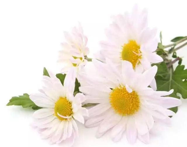 “神花”舒敏之最|2018宠你而来(图2)