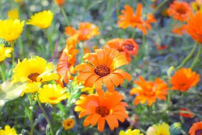 天然雕饰美,10大纯露哪款是你心头爱?(图11)