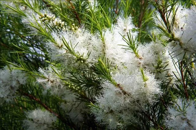 天然雕饰美,10大纯露哪款是你心头爱?(图4)