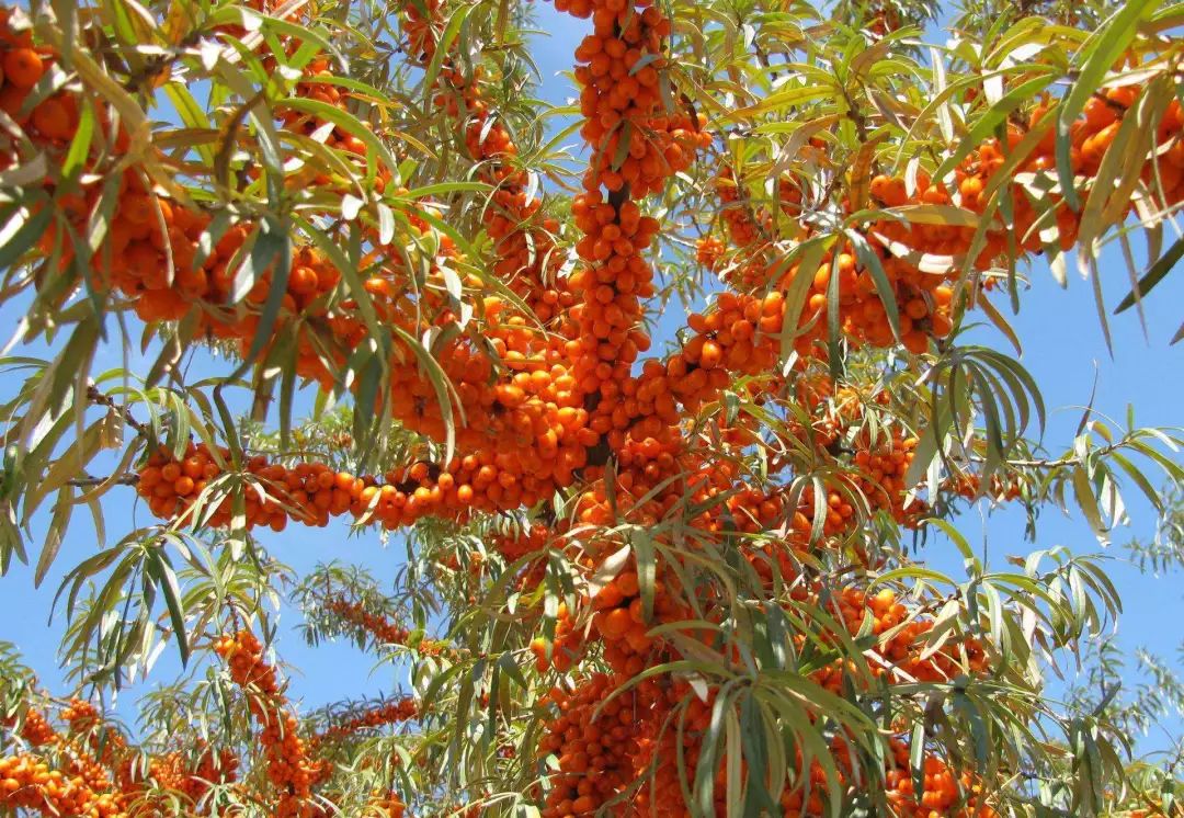 沙棘植物力量来袭,美白、抗衰、祛痘……(图1)