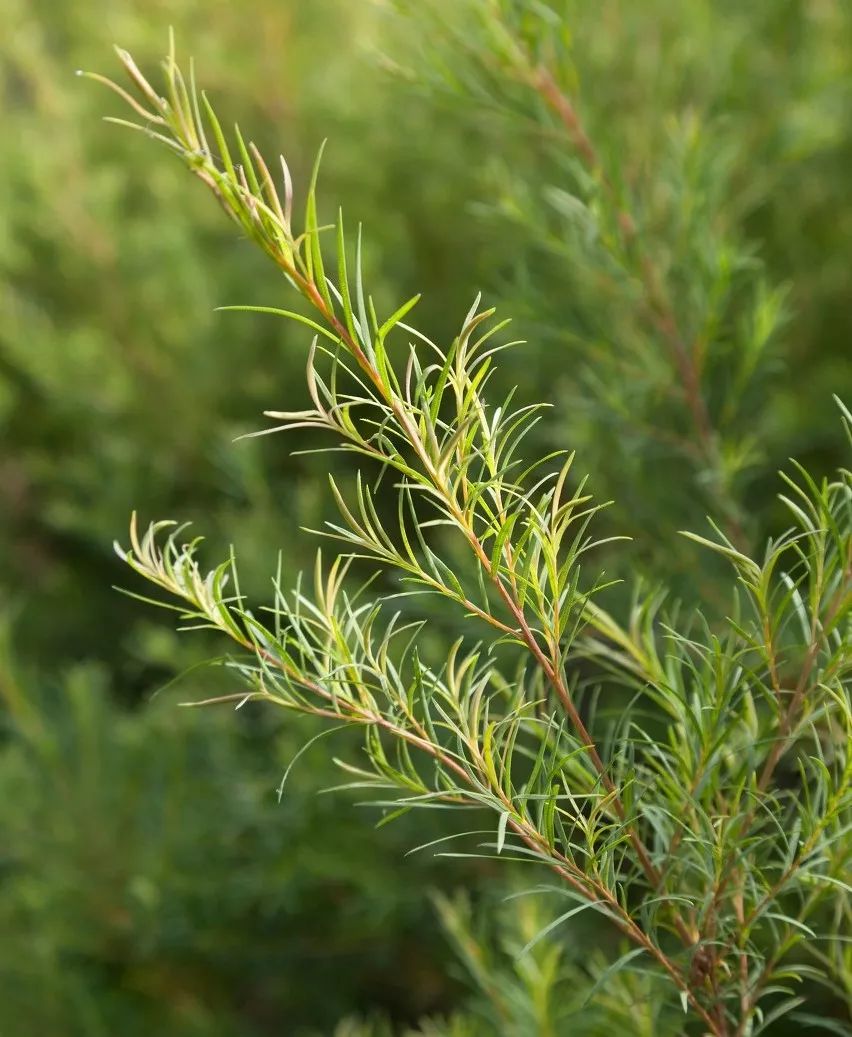 听说皮肤有螨虫?别怕,性价比巨高的神仙洗面奶,带你创造牛奶嫩肌!(图17) 图片