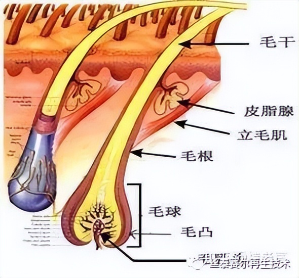 科普 | 为什么白发比黑发长得快?