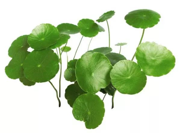 大澳®|产品 这么能打的祛痘印神器,你见过吗?!(图3) 图片